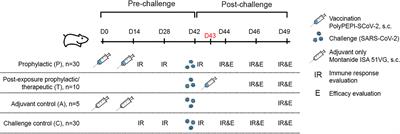 T cell immunity ameliorates COVID-19 disease severity and provides post-exposure prophylaxis after peptide-vaccination, in Syrian hamsters